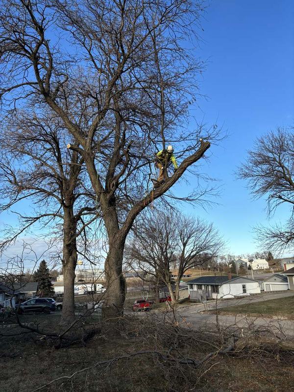 Climber roped into the canopy of a large bare hardwood, rigging limbs down over a residential lot