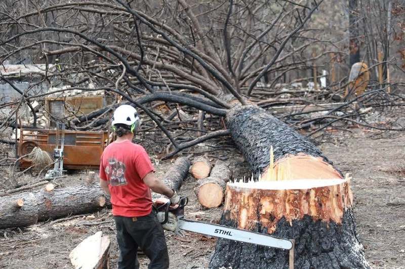Chainsaw work felling a fire-killed tree during post-wildfire cleanup