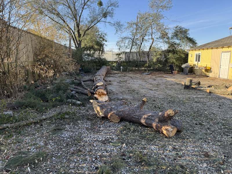 Large pine felled and bucked into sections in a narrow backyard with the site cleaned up